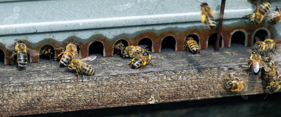 Fliegende Bienen auf einem Bienenstock | © Land schafft Leben