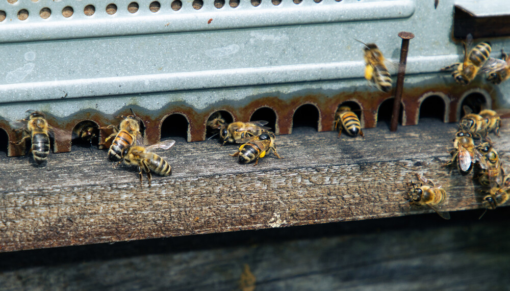 Fliegende Bienen auf einem Bienenstock | © Land schafft Leben