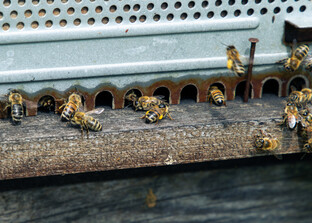Fliegende Bienen auf einem Bienenstock | © Land schafft Leben
