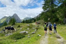 Menschen wandern auf der Alm neben Kuh | © Land schafft Leben