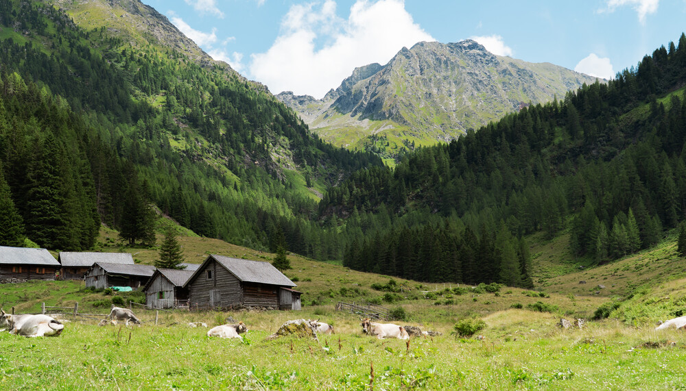 Rinder auf der Tuchmoaralm | © Land schafft Leben