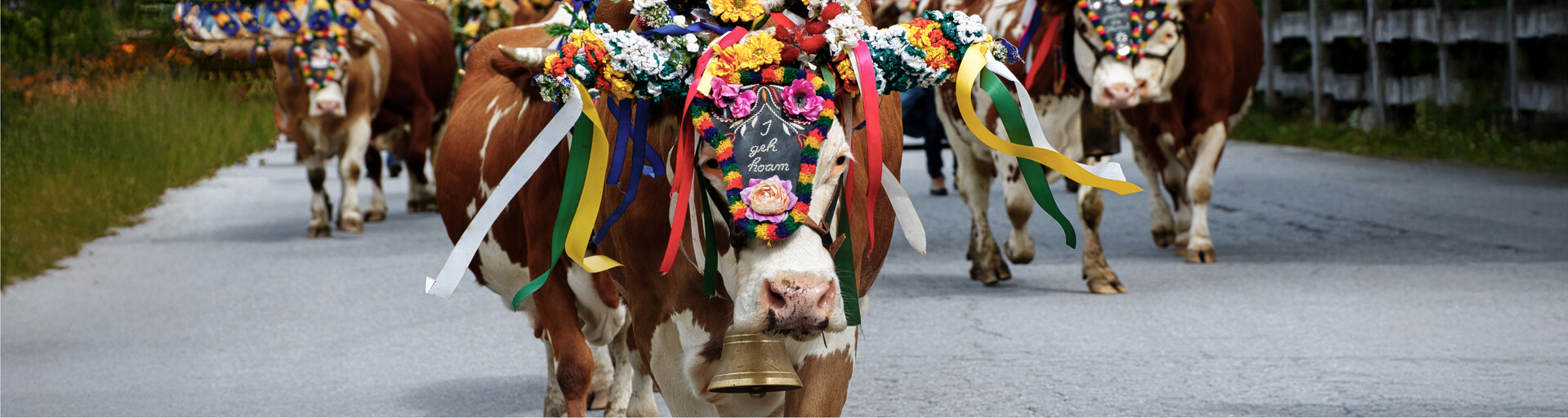 geschmückte Kühe beim Almabtrieb | © Shutterstock