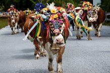 geschmückte Kühe beim Almabtrieb | © Shutterstock