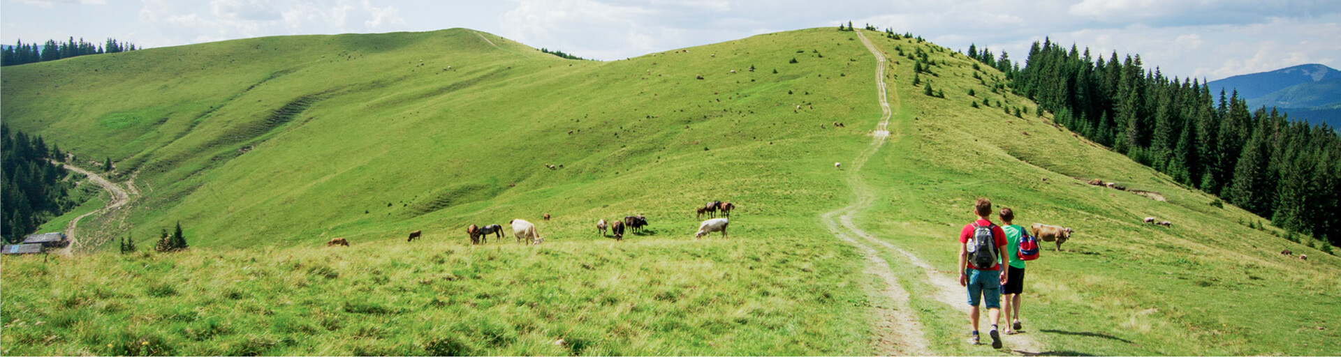 Wanderer auf der Alm mit Rindern | © Magnific