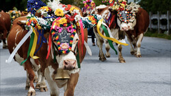 festlich geschmückte Rinder beim traditionellen Almabtrieb | © Shutterstock