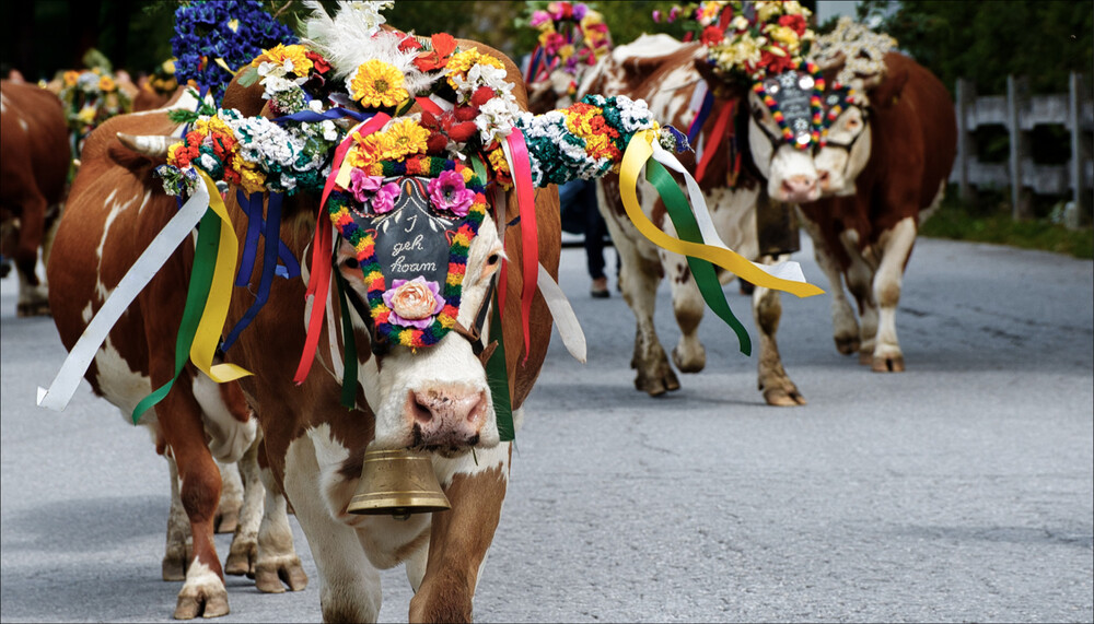 festlich geschmückte Rinder beim traditionellen Almabtrieb | © Shutterstock