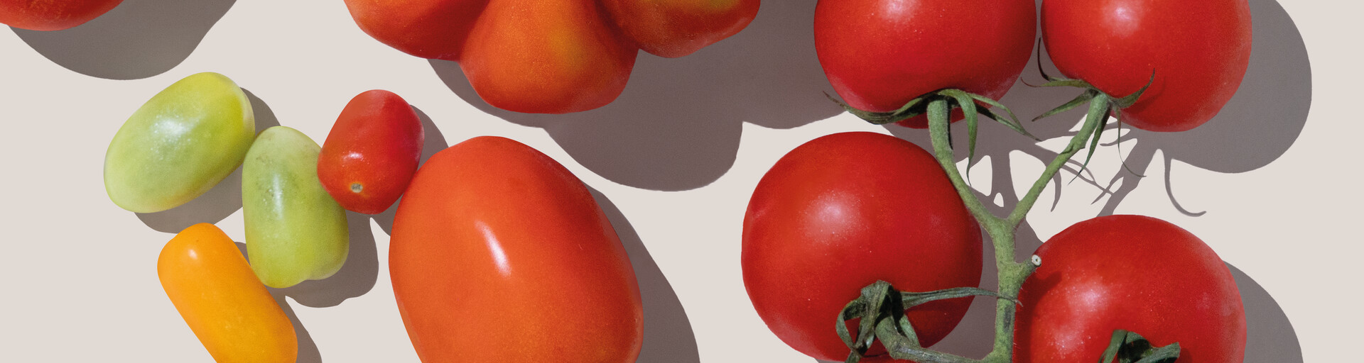 verschiedene Tomaten-Sorten | © Land schafft Leben