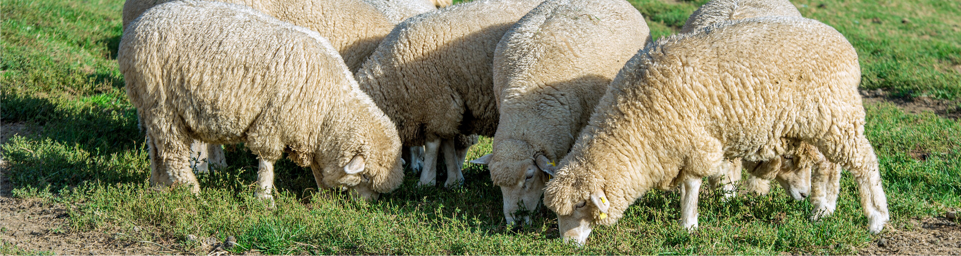 Schafherde auf Wiese | © Freepik