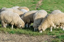 Schafherde auf Wiese | © Freepik