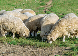 Schafherde auf Wiese | © Freepik