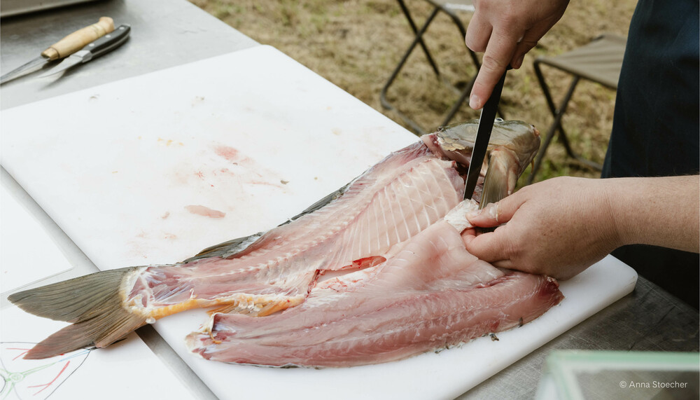 Karpfen | © Anna Stoecher