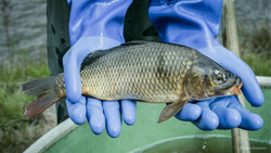 Karpfen | © Anna Stoecher