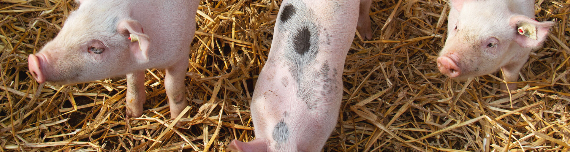 Ferkel im Stroh | © Land schafft Leben