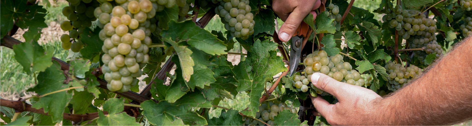 Weinlese | © Freepik