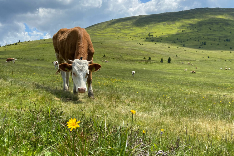 Kuh auf Weide | © Timo Küntzle
