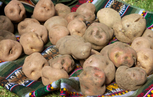 Kartoffeln Kartoffeln auf Decke in Wiese