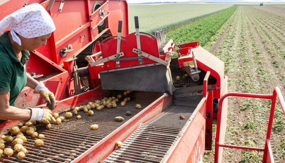 Eine Frau am Feld bei der Kartoffelernte | © Land schafft Leben