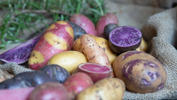 Mehrere bunte Kartoffeln auf Teller | © Land schafft Leben