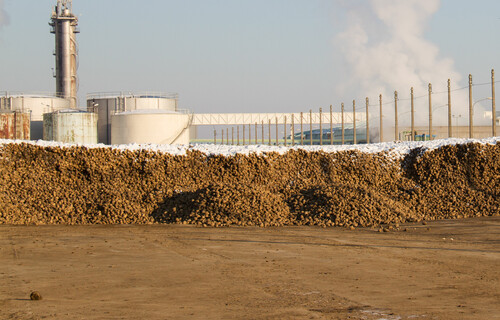 Rüben | © Land schafft Leben Angeschneiter Haufen Zuckerrüben | © Land schafft Leben